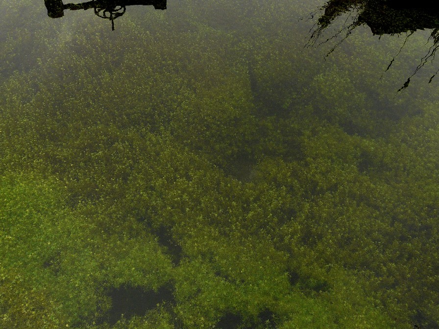 Peschiera di Santa Fiora: vegetazione sommersa da urlo!
